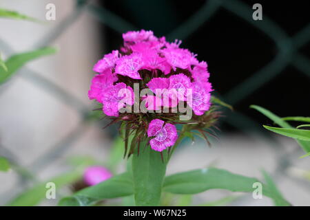 Sweet William or Dianthus barbatus flowering plant with bicolor pink and white fully open blooming flowers surrounded with green leaves Stock Photo