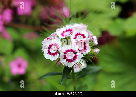 Sweet William or Dianthus barbatus flowering plant with bicolor white and light violet fully open blooming flowers surrounded with green leaves Stock Photo