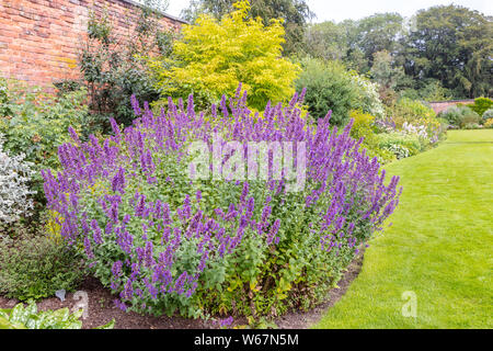 Large plant of purple cat-mint Nepeta cataria in a herbaceous border of an established garden. Stock Photo