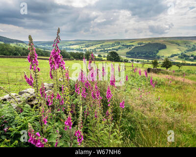 Foxgloves in bloom by a dry stone wall near Ramsgill in Upper Nidderdale North Yorkshire England Stock Photo