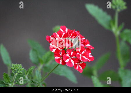 Verbena Sweet dreams Voodoo star plant with single cluster of vivid red and peachy white starred flowers growing in local urban garden Stock Photo