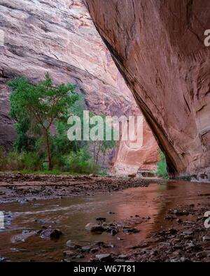 Coyote Gulch of the Grand Staircase Escalante National Monument Stock Photo