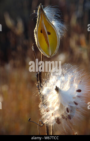 USA. New Hampshire. Close up of dried Common Milkweed plant seed pod. Asclepias syriaca. Stock Photo