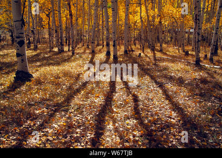USA. Colorado.  Gunnison. Aspen trees in fall. Stock Photo