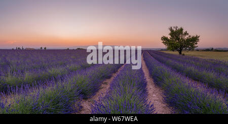 Alpes-de-Haute-Provence Lavender France Stock Photo