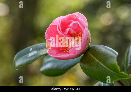 Camellia , garden in Hamburg, Germany Stock Photo