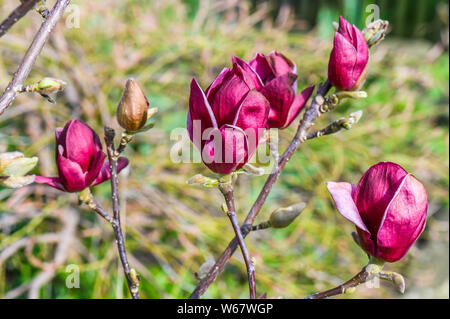 frost damaged magnolia, garden in Hamburg, Germany Stock Photo