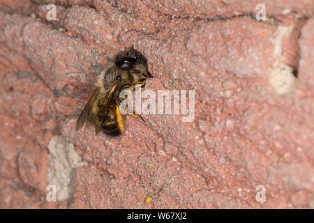 Rote Mauerbiene, Rostrote Mauerbiene, Mauerbiene, Mauer-Biene, Weibchen am Loch in einer Wildbienen-Nisthilfe, mit einem Erdklumpen für den Nestbau, I Stock Photo