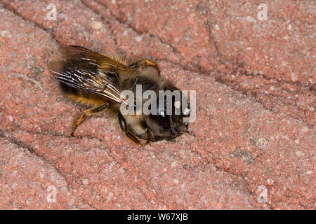 Rote Mauerbiene, Rostrote Mauerbiene, Mauerbiene, Mauer-Biene, Weibchen am Loch in einer Wildbienen-Nisthilfe, mit einem Erdklumpen für den Nestbau, I Stock Photo
