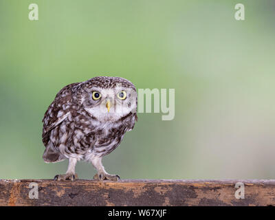 Little Owl Hunched Stare