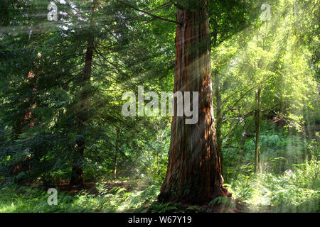 pine tree in woods with light shining through Stock Photo