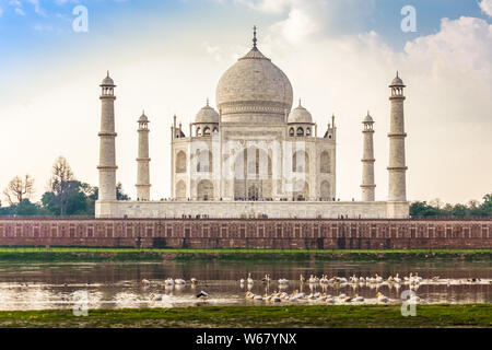 Beautiful view of Monument of Love - The Taj Mahal on the banks of  Yamuna River in Agra, India with Pelican Birds Swimming. Stock Photo