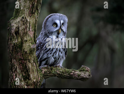 Great Grey Owl in Tree