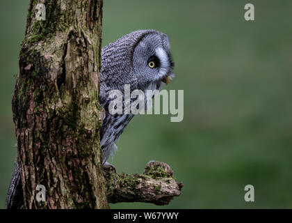 Great Grey Owl Watching Stock Photo