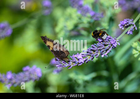 Humblebees (humble-bee) and small tortoiseshell butterfly (aglais urticae) taking nectar from a lavender flower Stock Photo