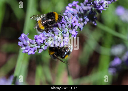 Two humblebees (humble-bee) taking nectar from a lavender flower Stock Photo