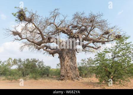 A baobab tree, Adansonia digitata, also called upside-down tree. Bird nests are visible Stock Photo