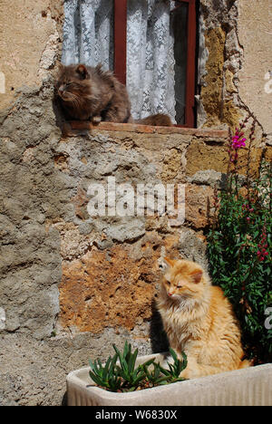 Two cats sit outside their house enjoying the spring sunshine, Tuscany, Italy Stock Photo