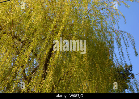 big weeping willow tree in bloom on blue sky, salix babylonica or babylon willow in early spring with light green spirally flowers Stock Photo