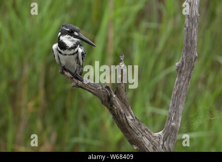 Pied kingfisher perching on a branch, Kruger national park, South Africa Stock Photo