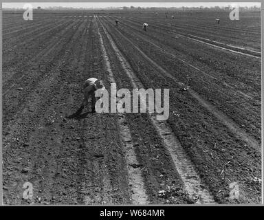 Ryer Island, Sacramento County, California. Asparagus fields and Filipino cutters in world's largest . . .; Scope and content:  Full caption reads as follows: Ryer Island, Sacramento County, California. Asparagus fields and Filipino cutters in world's largest asparagus field. The season lasts about 4 months and the harvest is almost entirely by Filipino gang labor. Wages approximately $1 pre 100 lbs. Stock Photo