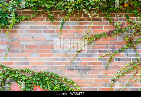 brickwall framed with plants Stock Photo
