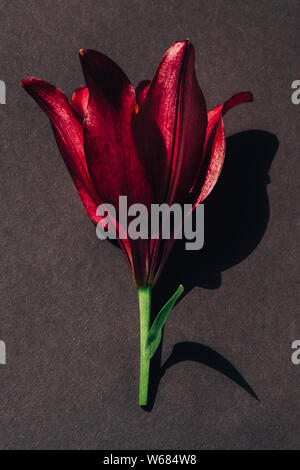 Red flower with contrasting shadows on dark gray flat lay background. Bright lily composition top view. Spring, summer flora. Petals on color table concept Stock Photo