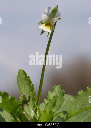 Field pansy (Viola arvensis) growing in a meadow. Bedgebury Forest, Kent, UK. Stock Photo