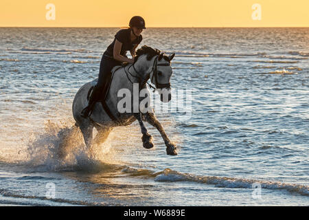 Horsewoman / female horse rider on horseback galloping through shallow water on the beach along the North Sea coast Stock Photo