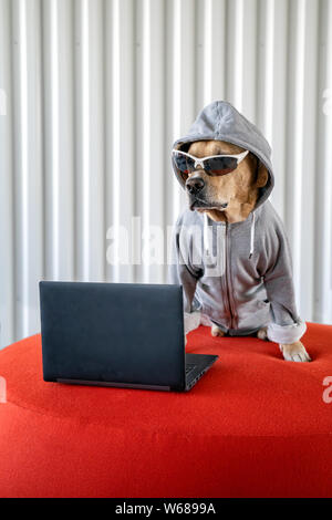 Dog as hacker next to notebook with sunglasses and jacket with hood. concept of programmer, hacker and cyber security. Stock Photo