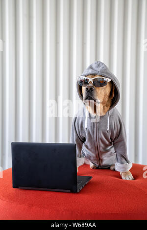Dog as hacker next to laptop with eyeglasses wearing jacket with hood. Concept of internet security. Stock Photo