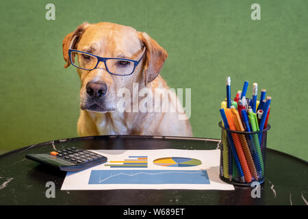 Dog as financial work with report, pens and calculater on table. Dog with eyeglasses. Stock Photo