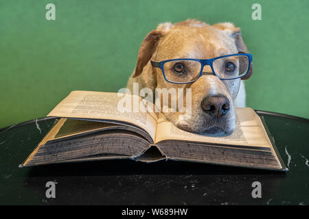 Dog with eyeglasses lying on open big book. Tired reader. Study for exams Stock Photo