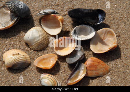 different seashell lie on the sandy beach Stock Photo