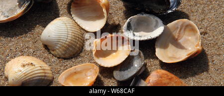 different seashell lie on the sandy beach Stock Photo