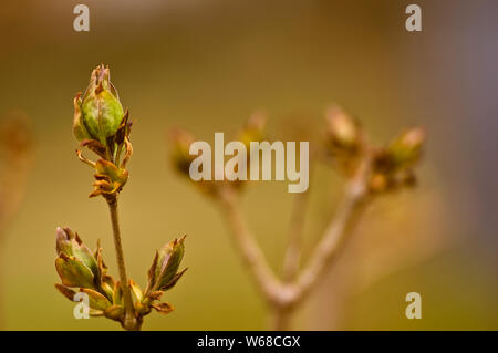 New leaves coming out Stock Photo