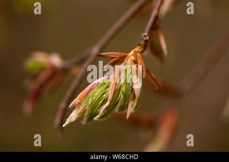 New leaves opening on a tree Stock Photo