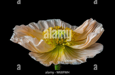 Floral fine art still life detailed color macro of a single isolated wide opened white yellow iceland poppy blossom isolated on black background Stock Photo
