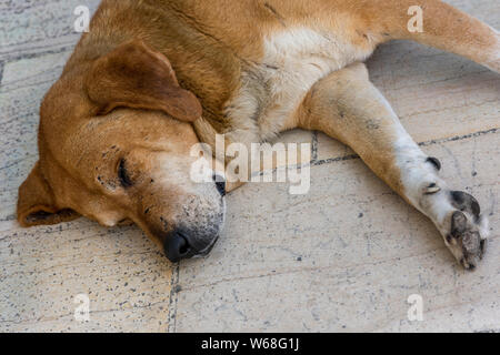 a large dog fast asleep on a pavement relaxing in the sunshine on a summers day Stock Photo