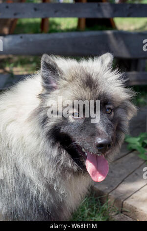Deutscher wolfspitz is standing on a green grass close up. Keeshond or german spitz. Rustic scene. Pet animals. Stock Photo