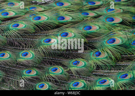 Colorful peacock feathers as background or backdrop Stock Photo