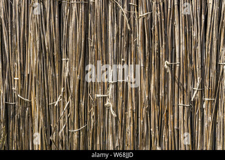 A background of dry reeds drawn by wire. Gray fence of dry stems. Dry thin reed in the wall. Reed Texture Close Up Stock Photo