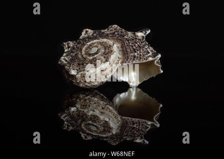 One whole dark grey mollusc shell isolated on black glass Stock Photo