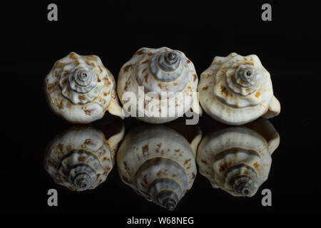 Group of three whole mollusc shell front view isolated on black glass Stock Photo