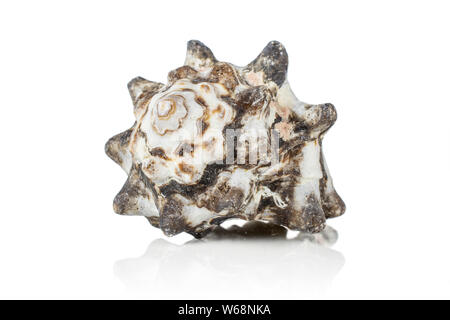 One whole mollusc shell dark spikes isolated on white background Stock Photo