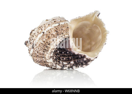 One whole mollusc shell hollow inside isolated on white background Stock Photo