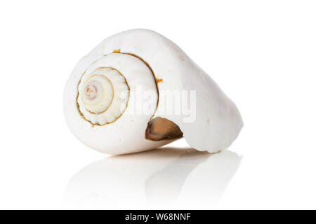 One whole ivory mollusc shell isolated on white background Stock Photo