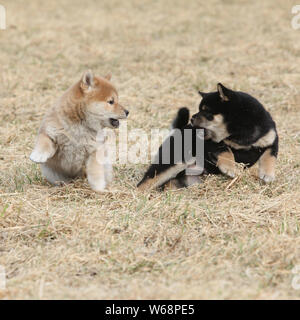 Two puppies of Shiba inu playing together Stock Photo