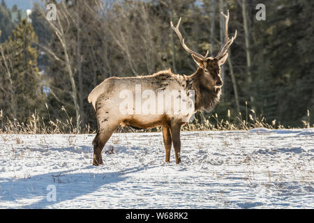 Back Lit Bull Elk in Banff National Park, Alberta, Canada Stock Photo