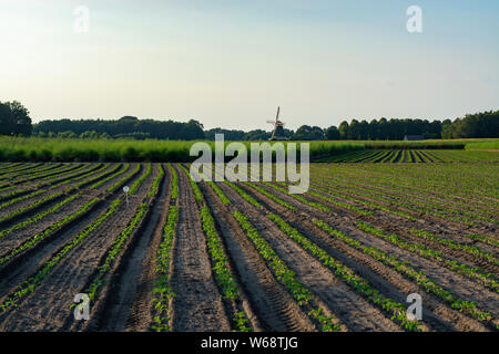 Farm field with green plants of white asparagus after eind of season, young plants and wild mill Stock Photo